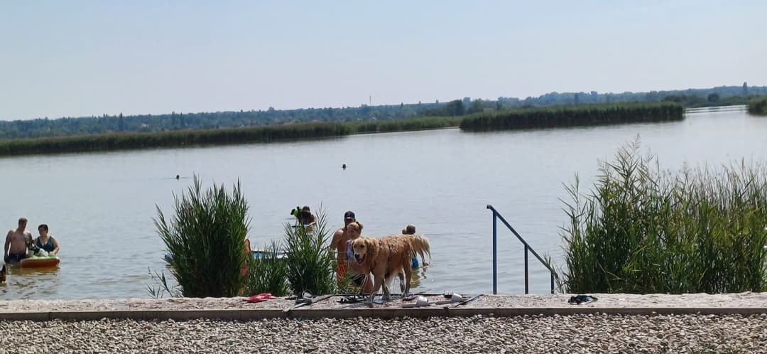 Kutyabarát strand a Velencei-tónál