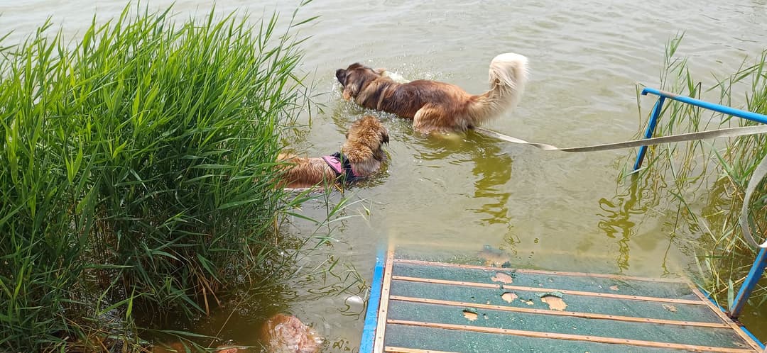 Családi élmények a Velencei-tónál